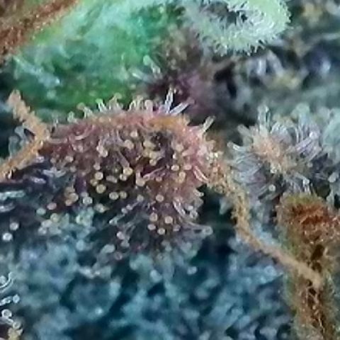 A-TT growlog photo: D92