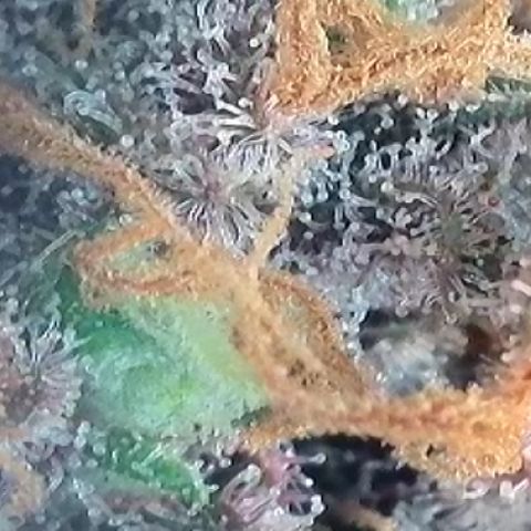 A-TT growlog photo: D92