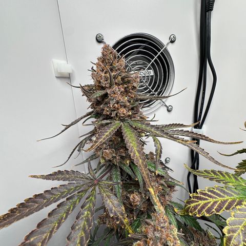 A-TT growlog photo: D92