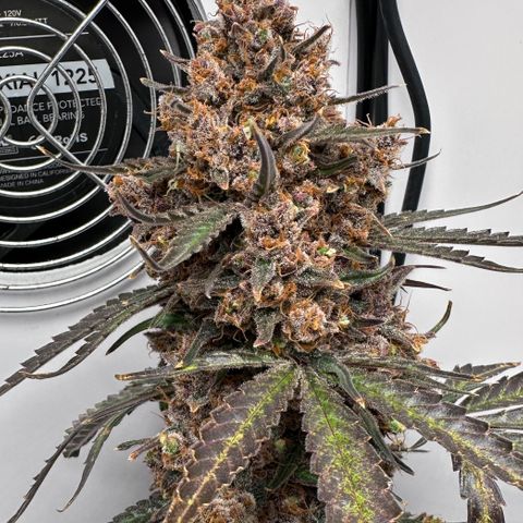 A-TT growlog photo: D94