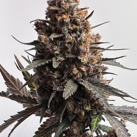 A-TT growlog photo: D94