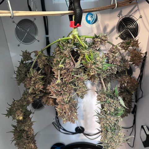 A-TT growlog photo: D94