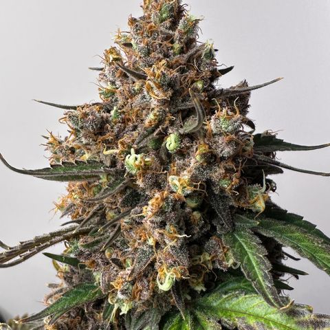 A-TT growlog photo: D94