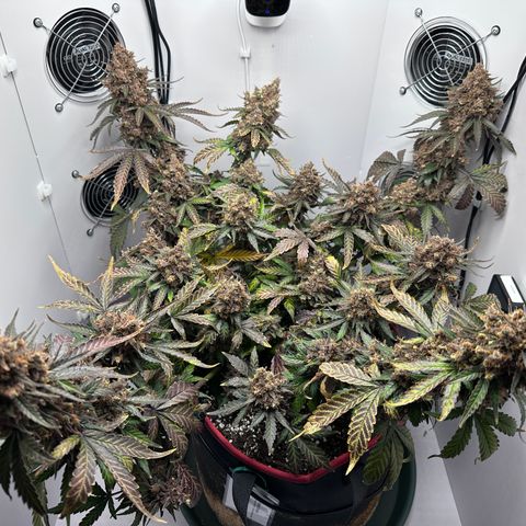 A-TT growlog photo: D94