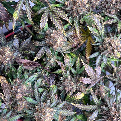 A-TT growlog photo: D94