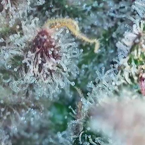 T2-TC growlog photo: D96
