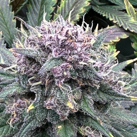 T2-TC growlog photo: D96