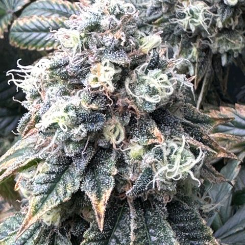 T1-GG4S growlog photo: D98