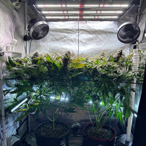 T1-GG4S growlog photo: D99, D56 in flower