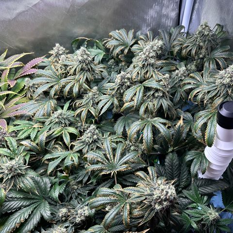 T1-GG4S growlog photo: D99, D56 in flower