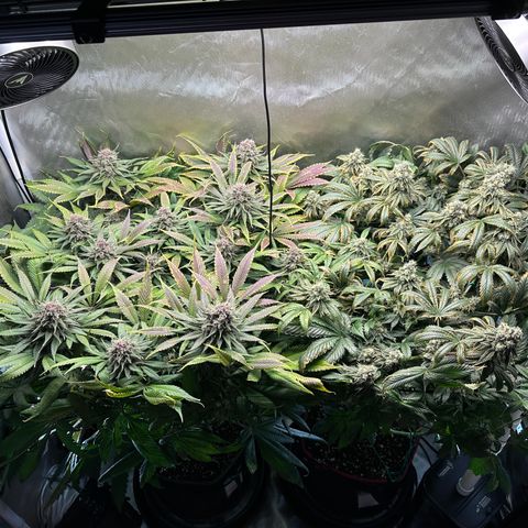 T1-GG4S growlog photo: D99, D56 in flower