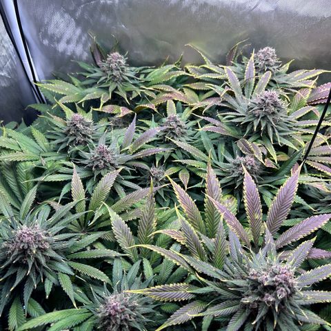 T2-TC growlog photo: D99, D56 in flower