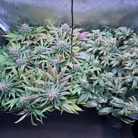 T2-TC growlog photo: D99, D56 in flower