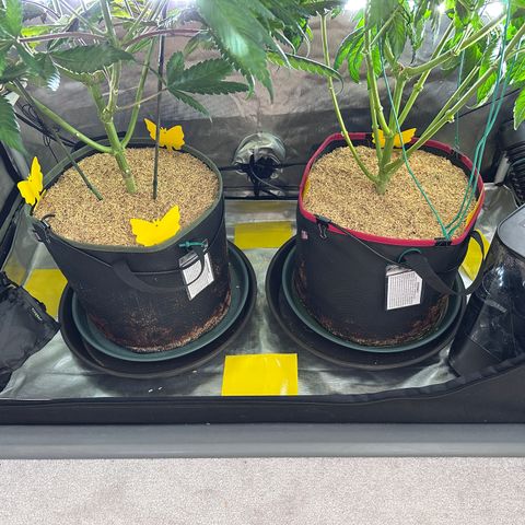 T2-TC growlog photo: D100