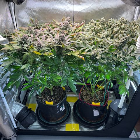 T2-TC growlog photo: D104