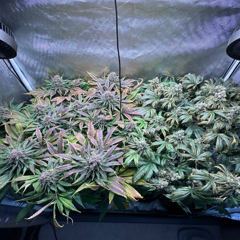 T2-TC growlog photo: D104