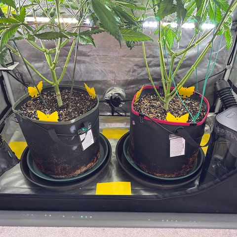T2-TC growlog photo: D104