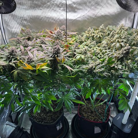 T2-TC growlog photo: D106