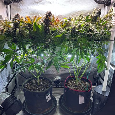 T2-TC growlog photo: D106