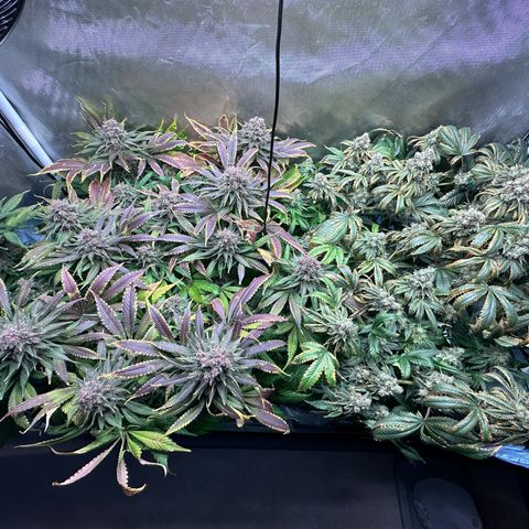 T2-TC growlog photo: D106