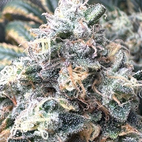 T1-GG4S growlog photo: D106