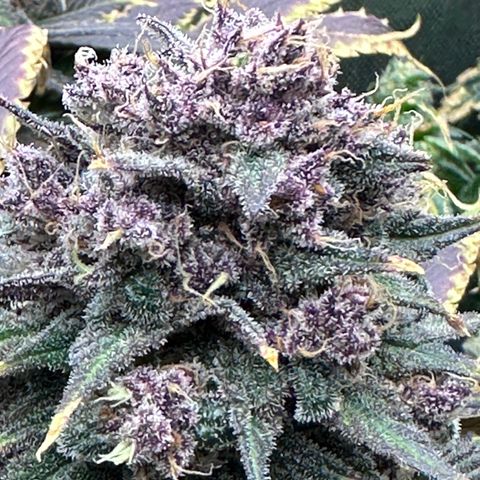 T2-TC growlog photo: D106