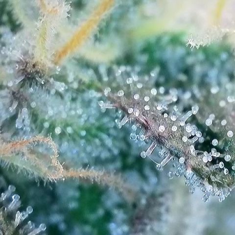 T1-GG4S growlog timeline photo