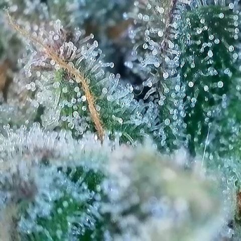 T1-GG4S growlog photo: D109