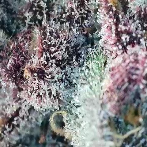 T2-TC growlog photo: D109