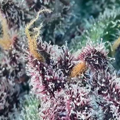 T2-TC growlog photo: D111