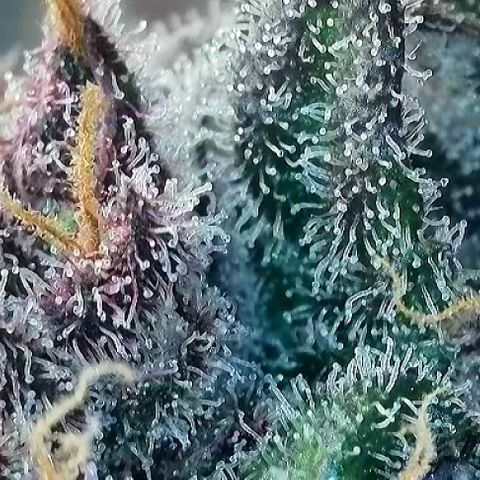 T2-TC growlog photo: D111