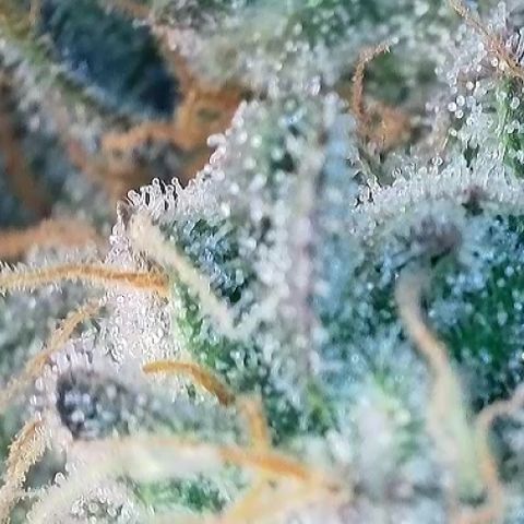 T1-GG4S growlog photo: D111