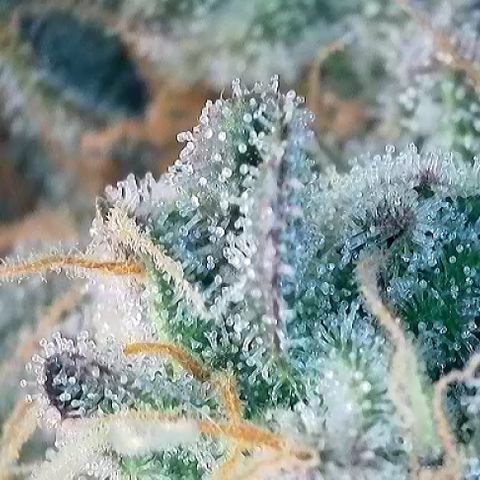 T1-GG4S growlog photo: D111