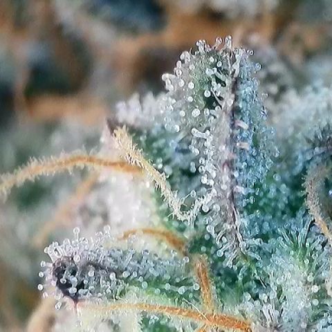 T1-GG4S growlog photo: D113