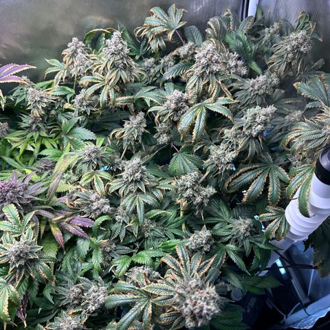 T1-GG4S growlog photo: D113