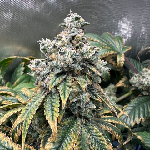 T1-GG4S growlog photo: D113