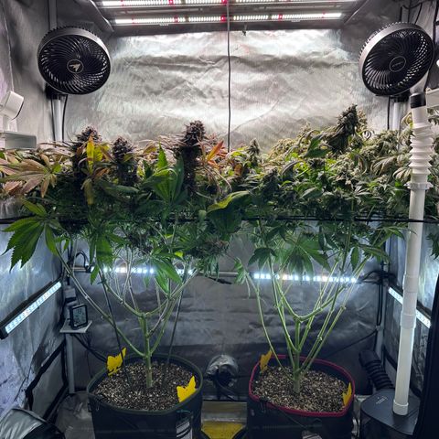 T1-GG4S growlog photo: D113