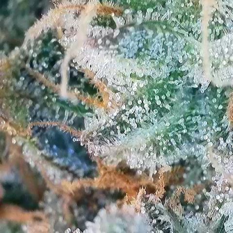 T1-GG4S growlog photo: D113