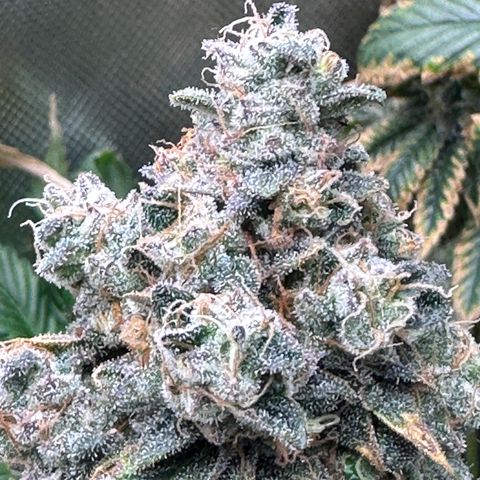 T1-GG4S growlog photo: D113