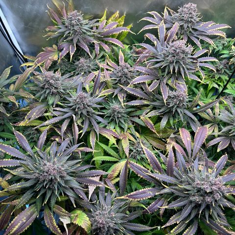 T2-TC growlog photo: D113