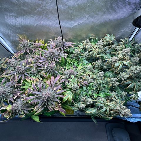 T2-TC growlog photo: D113