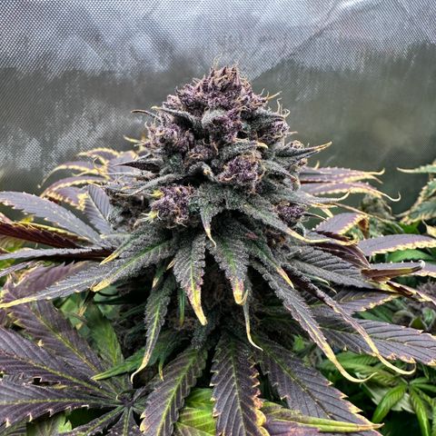 T2-TC growlog photo: D113