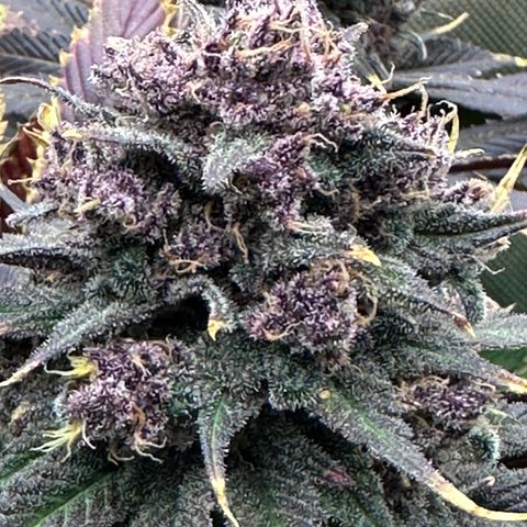 T2-TC growlog photo: D113