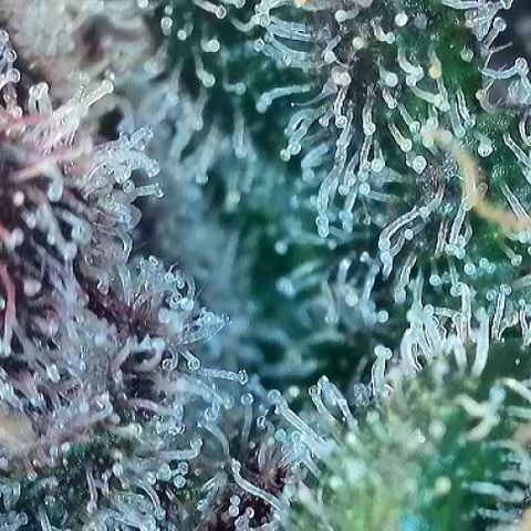 T2-TC growlog photo: D113
