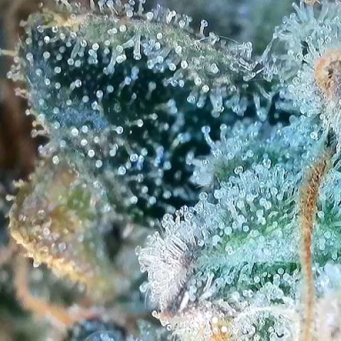 T1-GG4S growlog photo: D116