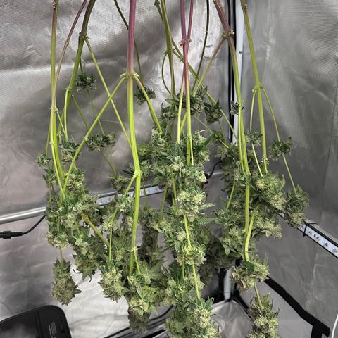 T1-GG4S growlog photo: D116