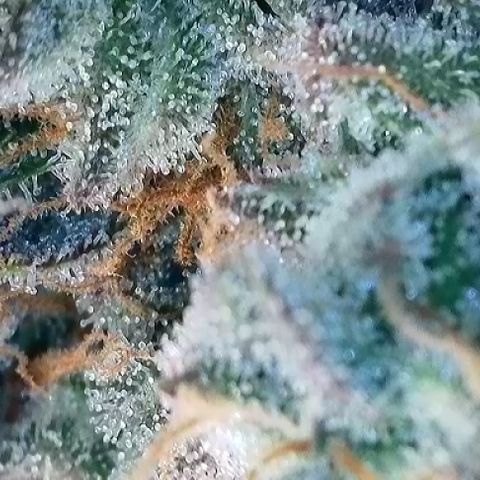 T2-TC growlog photo: D116
