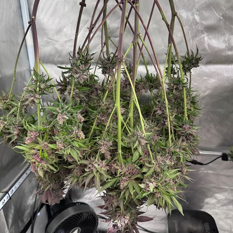 T2-TC growlog photo: D116