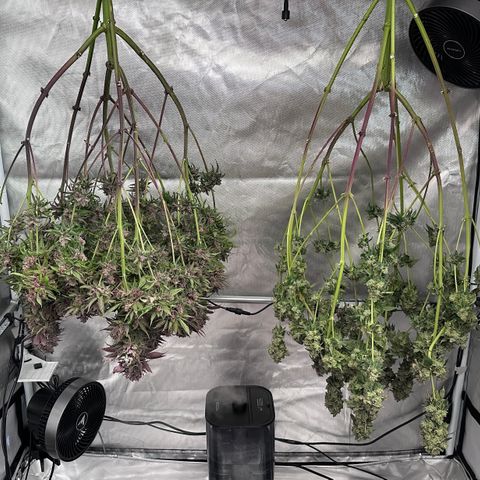 T2-TC growlog photo: D116