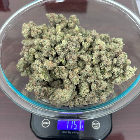 T1-GG4S growlog photo: Dried weight, 115 gms, a little disappointing, but she produced some nice dense nugs. Had to try one of course and it seems pretty good. Looking forward to checking her out after a good cure… 🌱😎